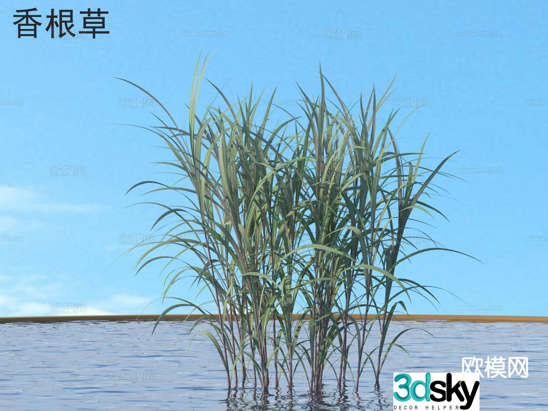 Vetiver Flowers Grass and Shrubs Plants 3D Model