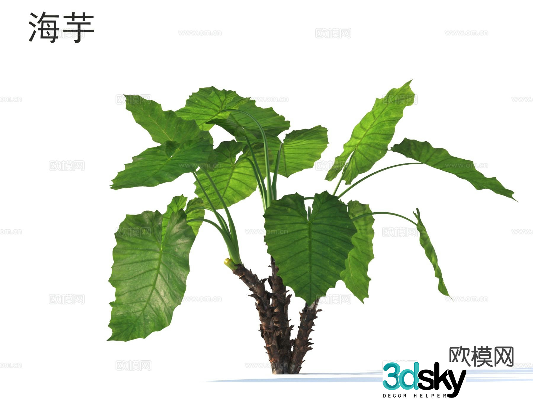 Calla flowers plants shrubs plants 3D model