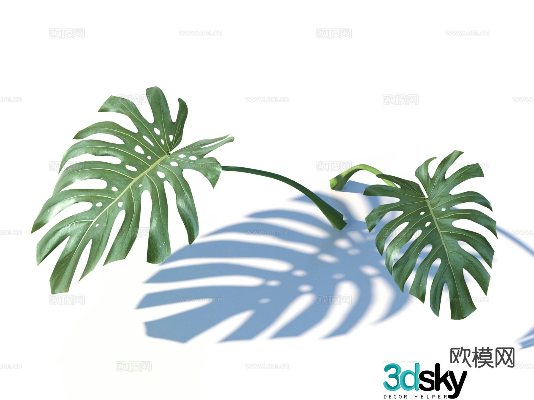 Leaves Monstera Green Plant 3D Model