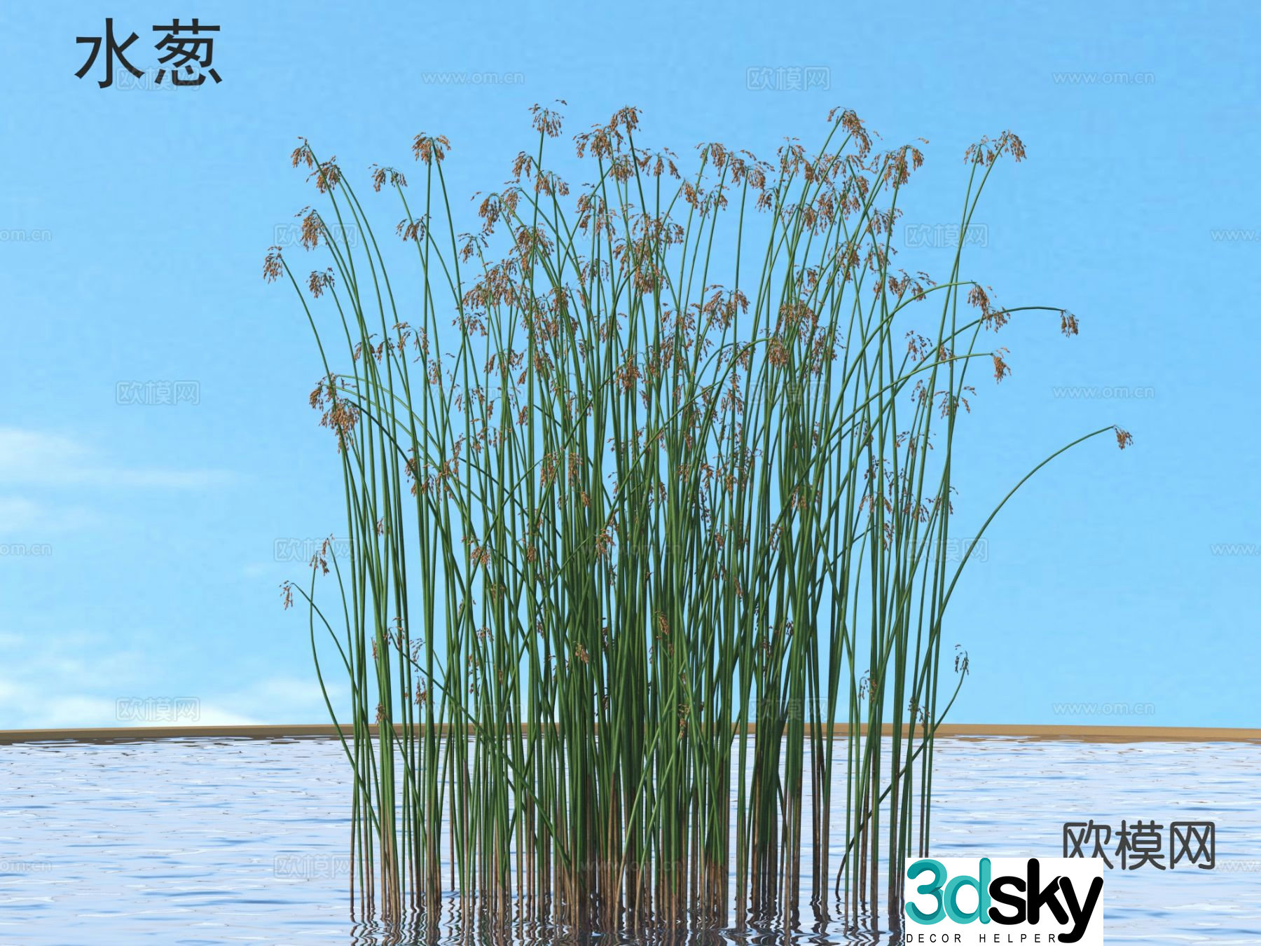 Water onion flowers plants shrubs plants 3D model