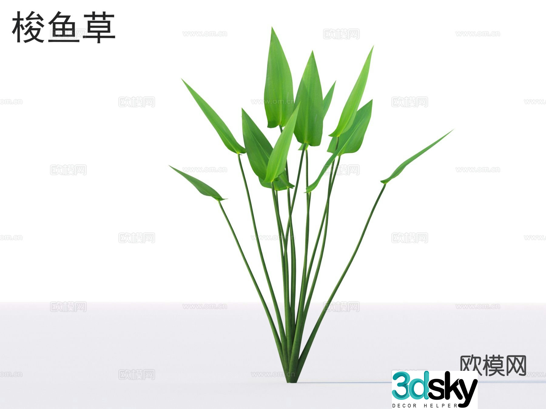 Barracuda grass flowers plants and shrubs plants 3D model