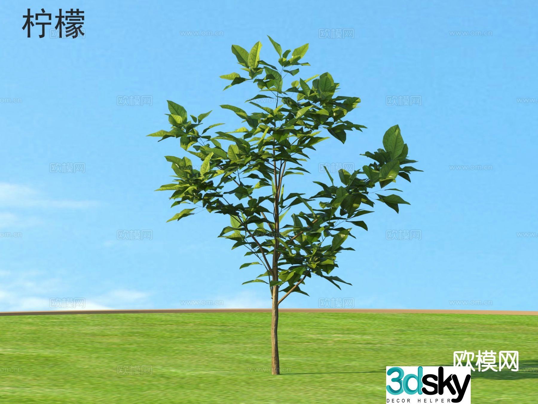 Lemon Small Tree Seedling 3d Model
