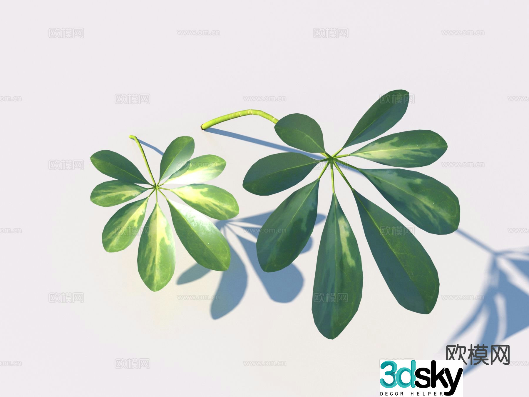 Plants flowers and plants leaves 3d model