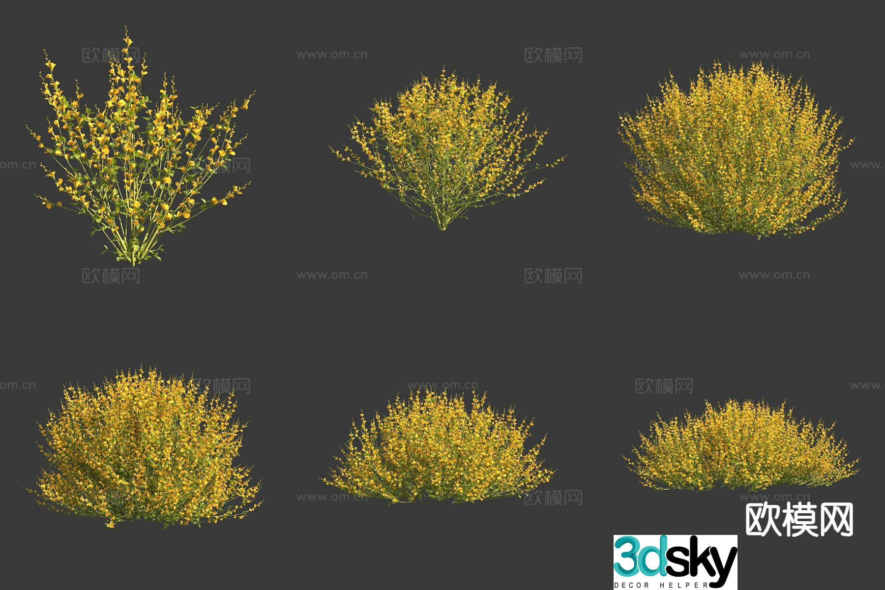 Gorese flowers plants shrubs 3d model