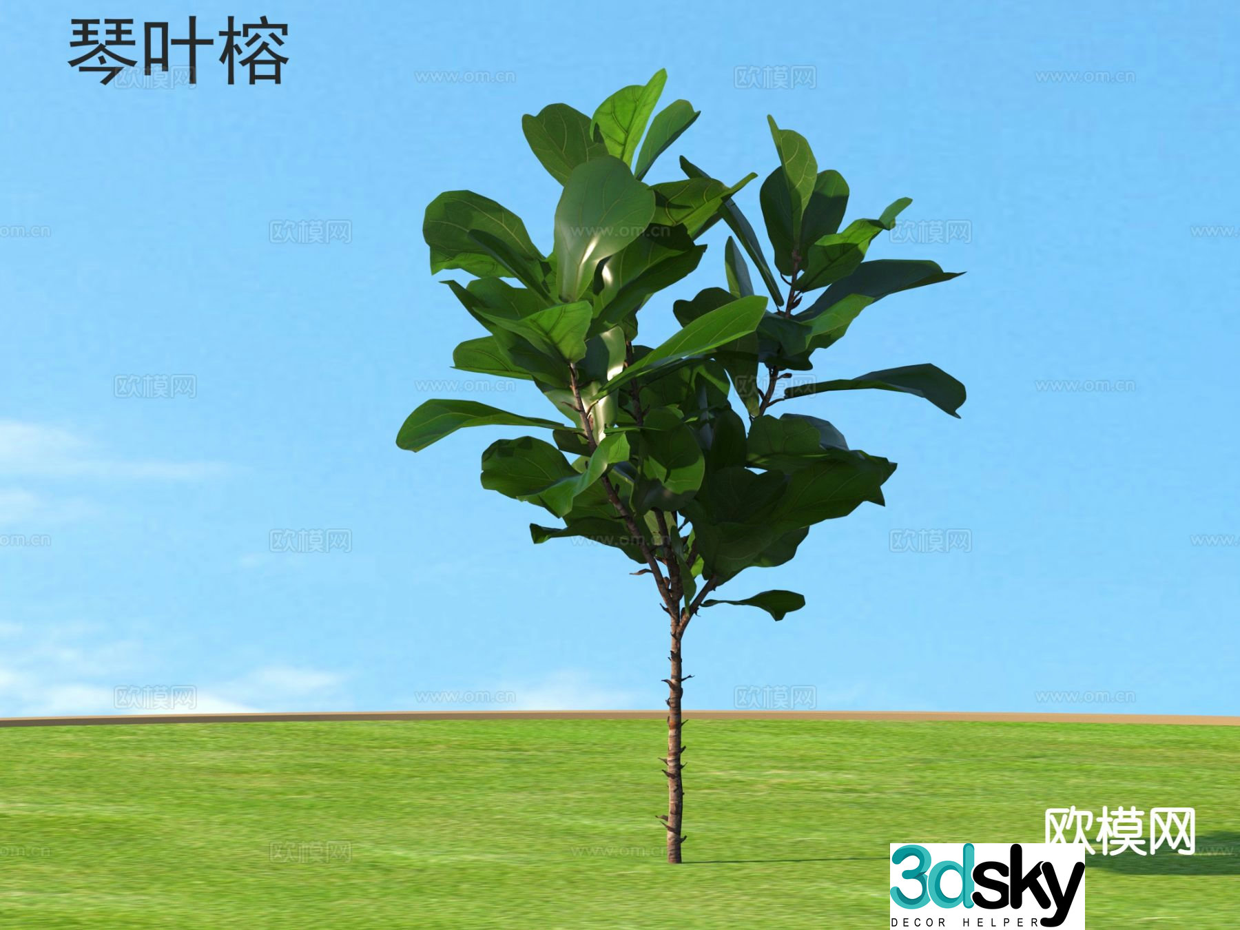Flying leaf banyan flowers plants and shrubs plants 3D model