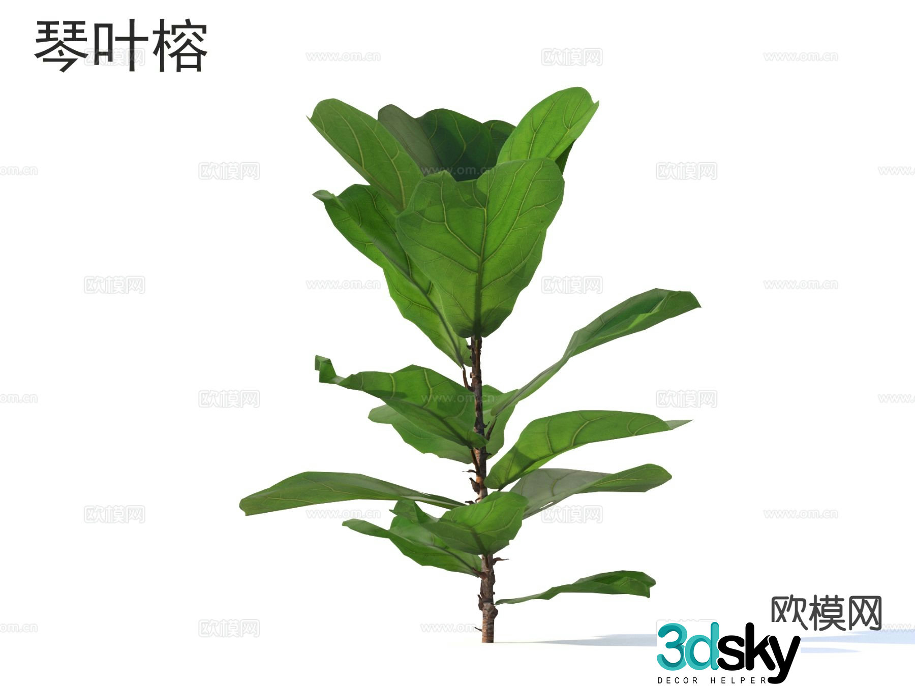 Flying leaf banyan flowers plants and shrubs plants 3D model