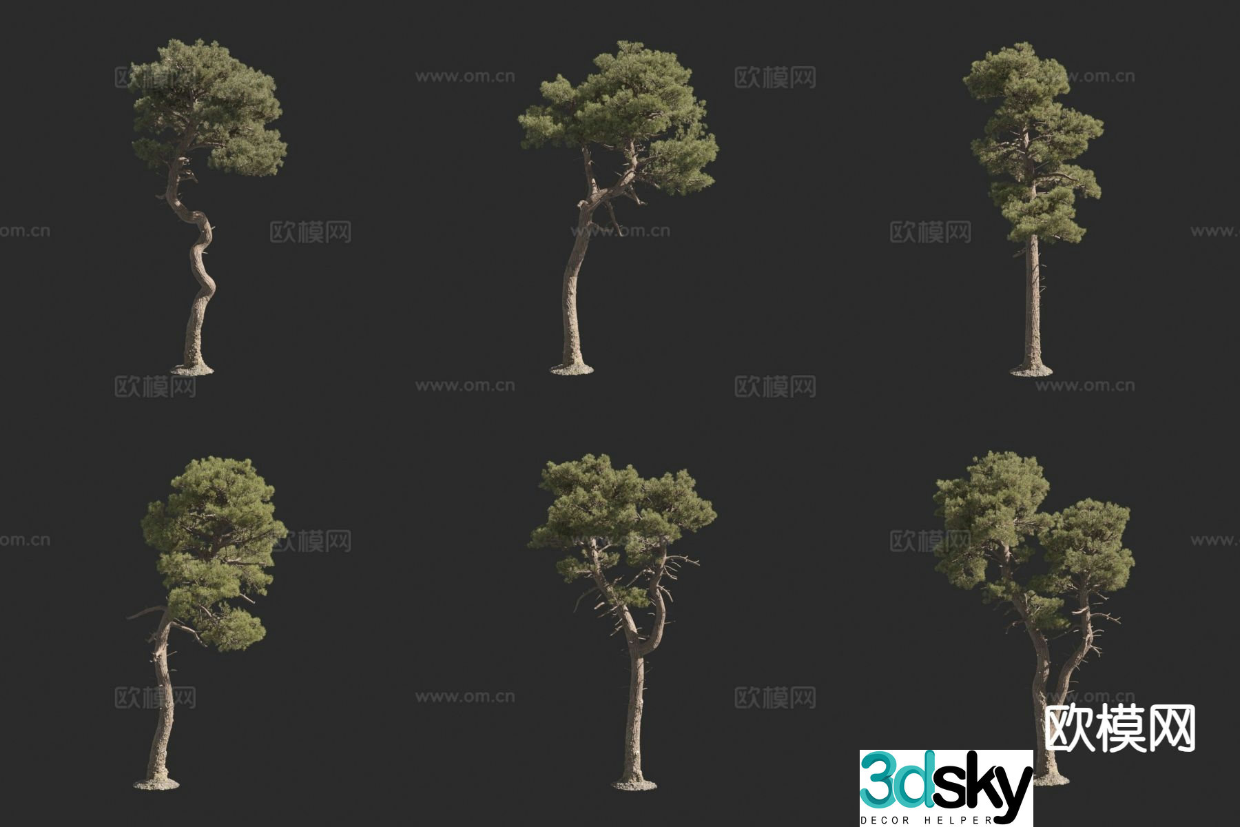 Coarse Pine Murikata Pine Landscape Tree 3D Model