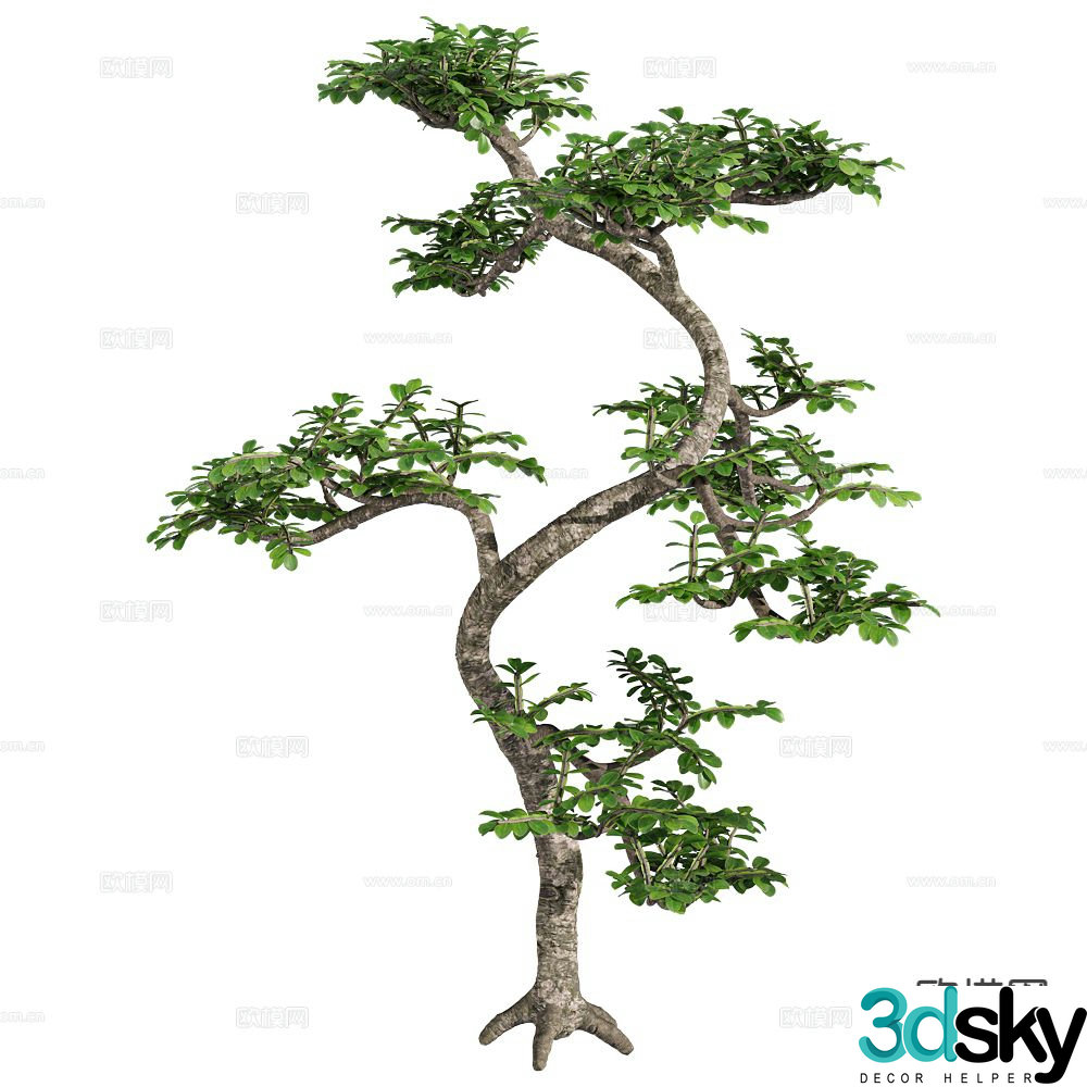 Trees Big Trees Big Crown Trees 3D Model