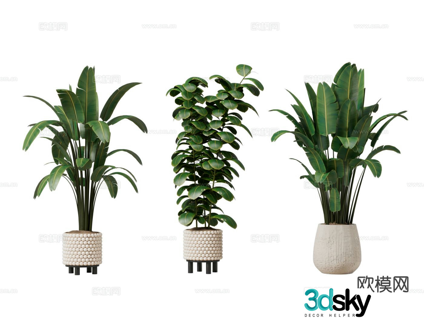 Bird of Paradise Green Plant Pot Plant 3D Model