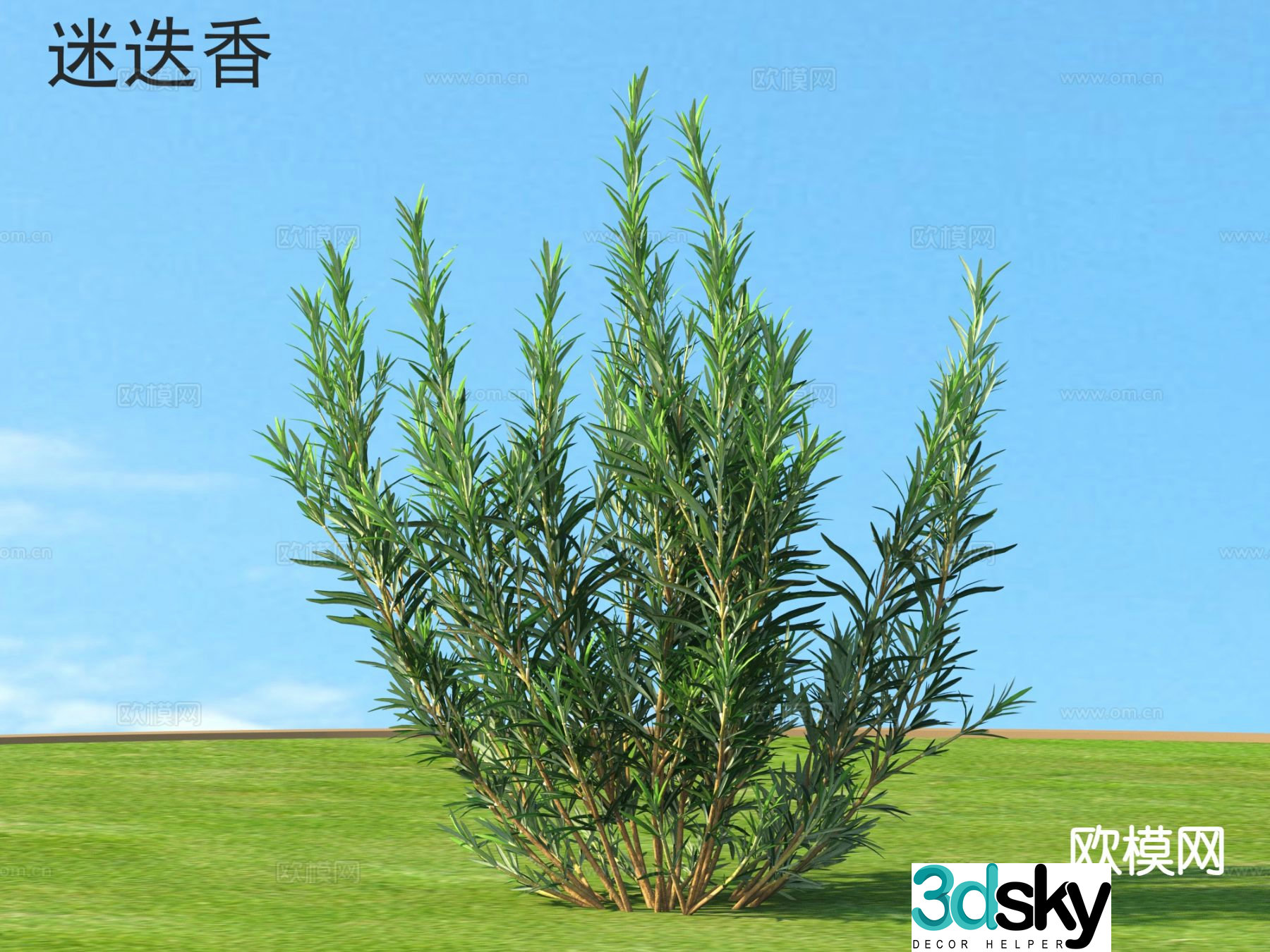 Rosemary Flowers Plants 3D Model