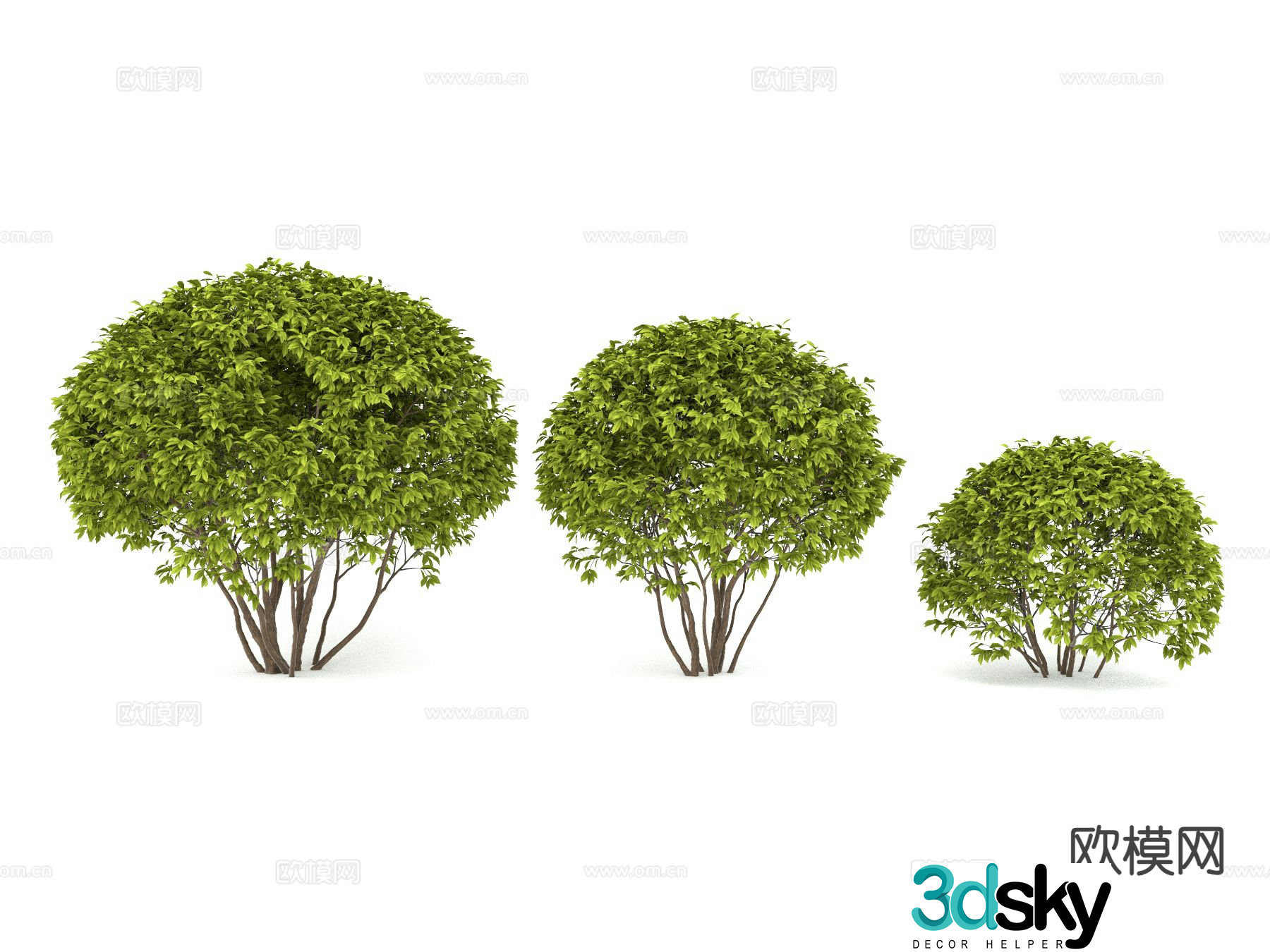 Shrub balls clustered plants big leaf boxwood melon seed boxwood 3D model