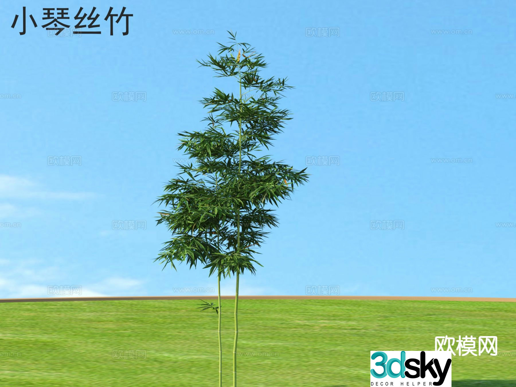 Xiaoqin Sizhu Outdoor Plant Bamboo 3D Model