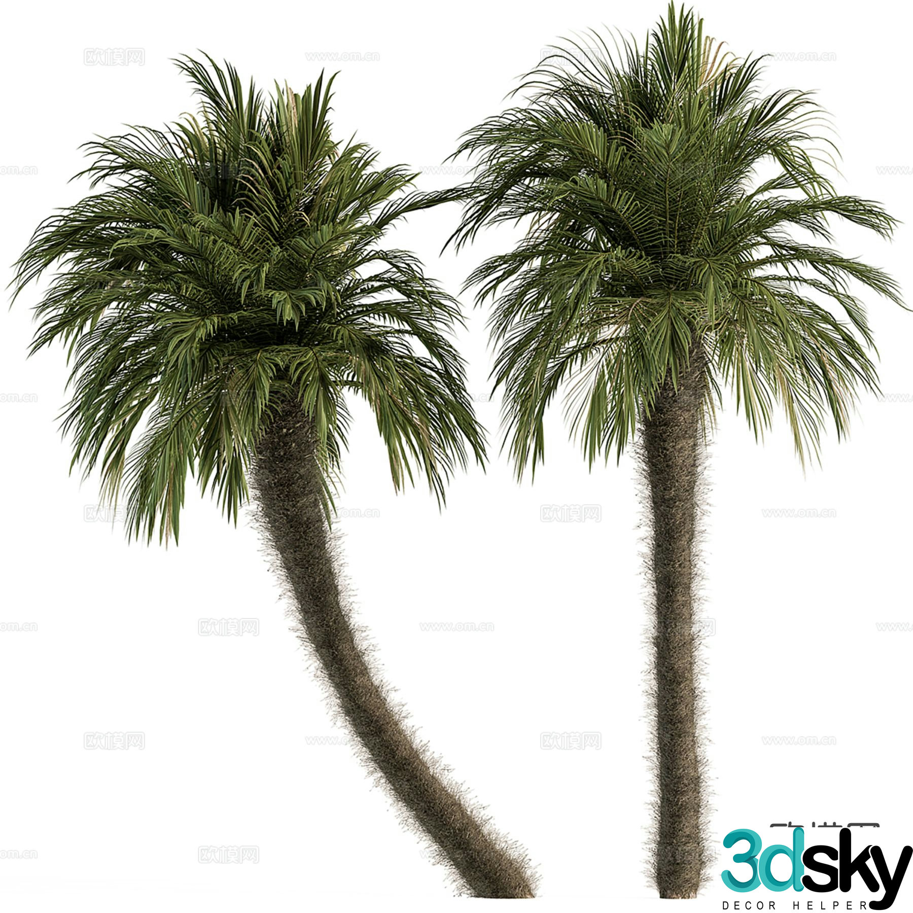 Big palm tree jujube tree fluff bark tropical tree 3d model