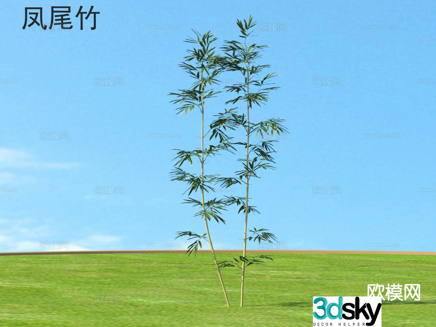 Phoenix tail bamboo plant 3D model