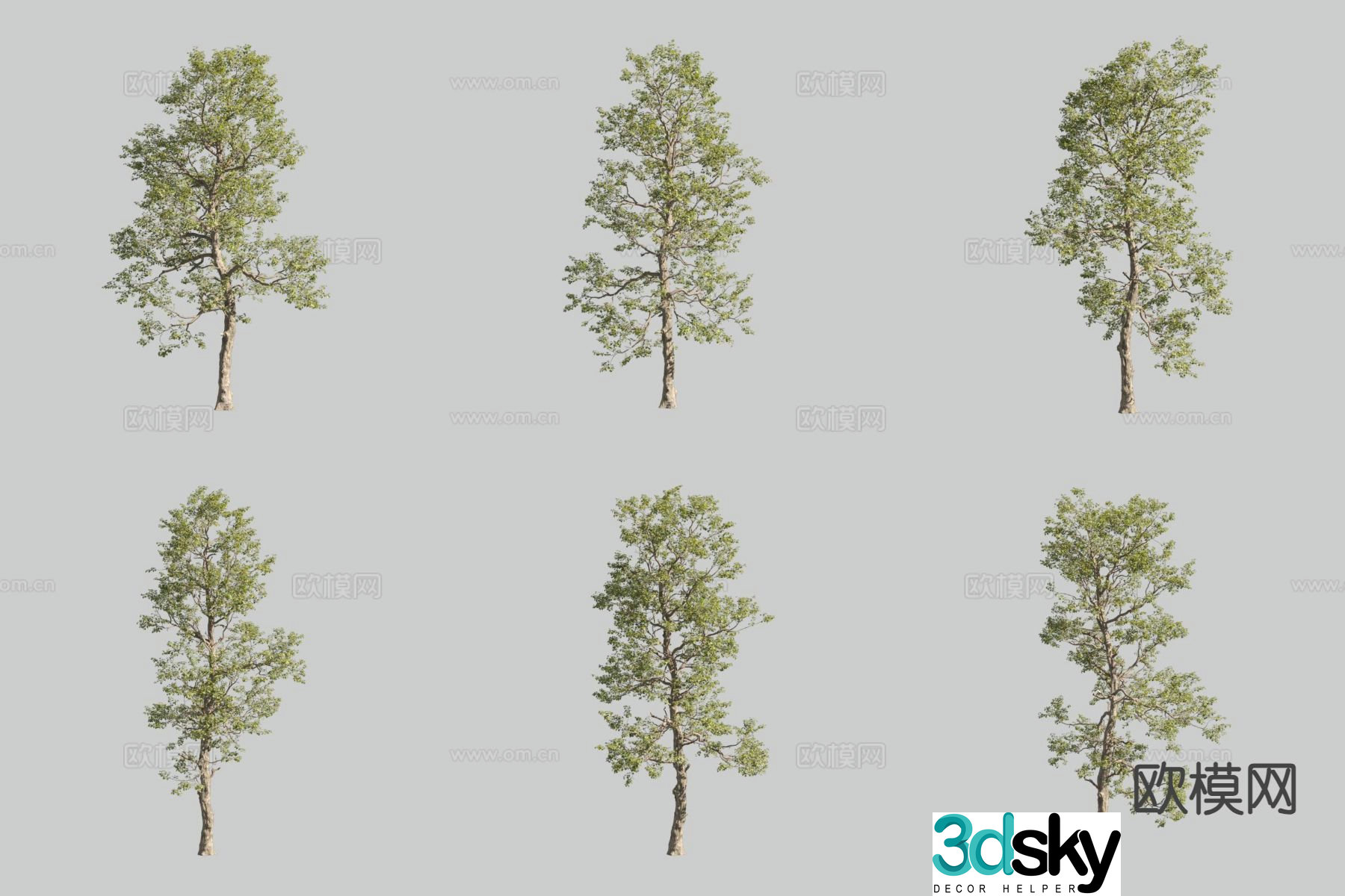 Poplar Landscape Tree Tree 3D Model