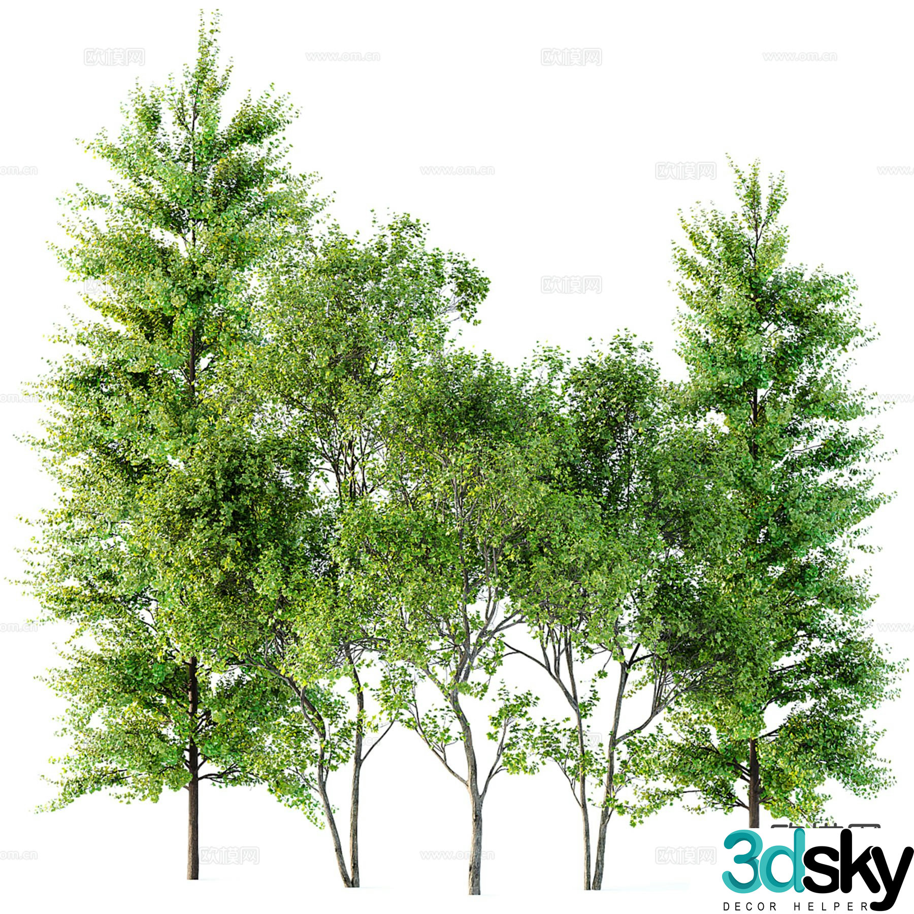 Modern landscape tree poplar street tree 3d model
