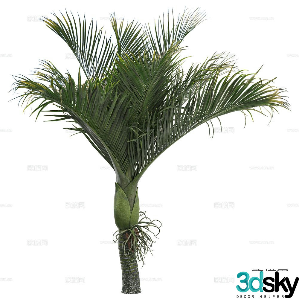Coconut tree palm tree tropical tree big tree tree 3d model