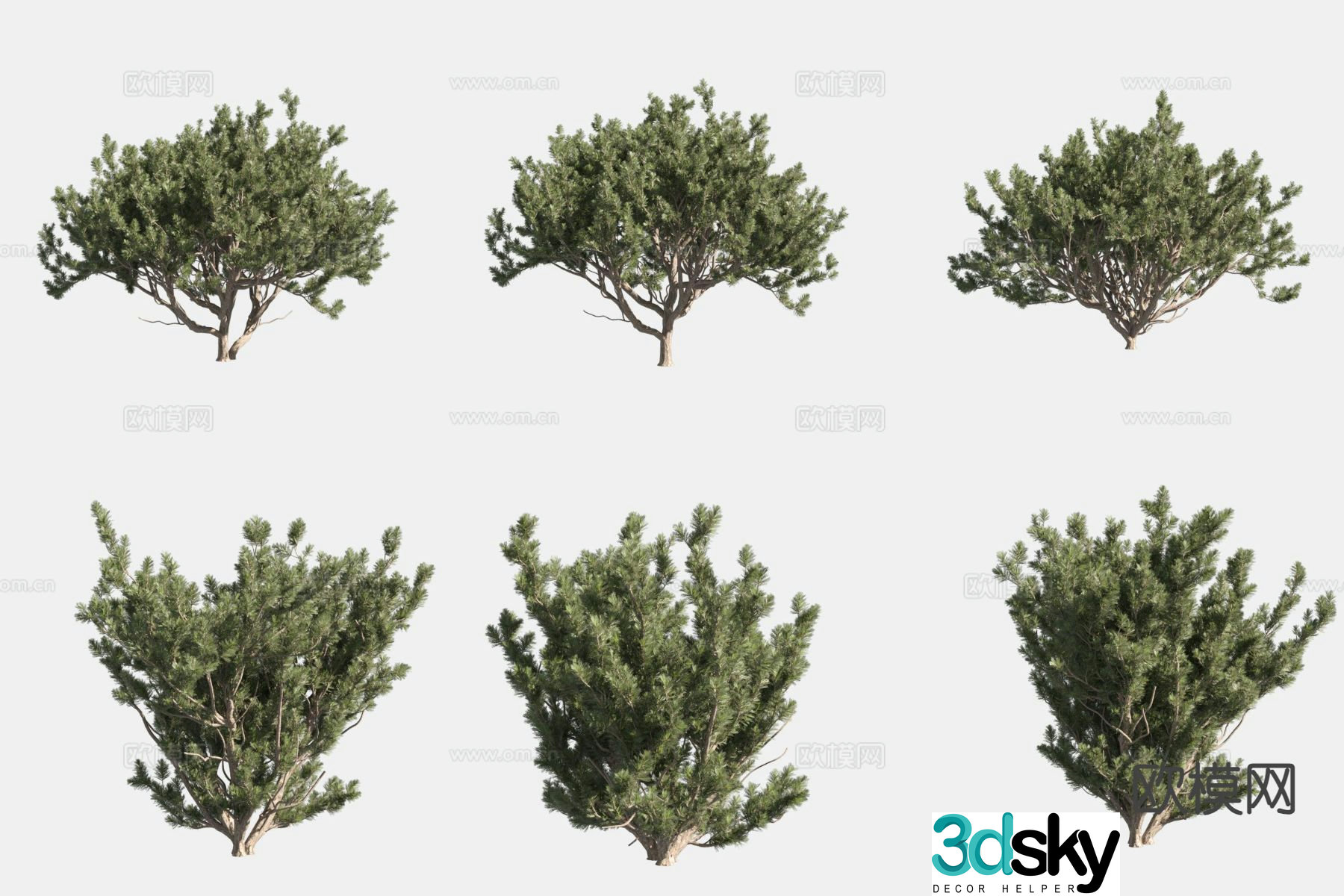 European mountain pine dwarf pine bush 3d model