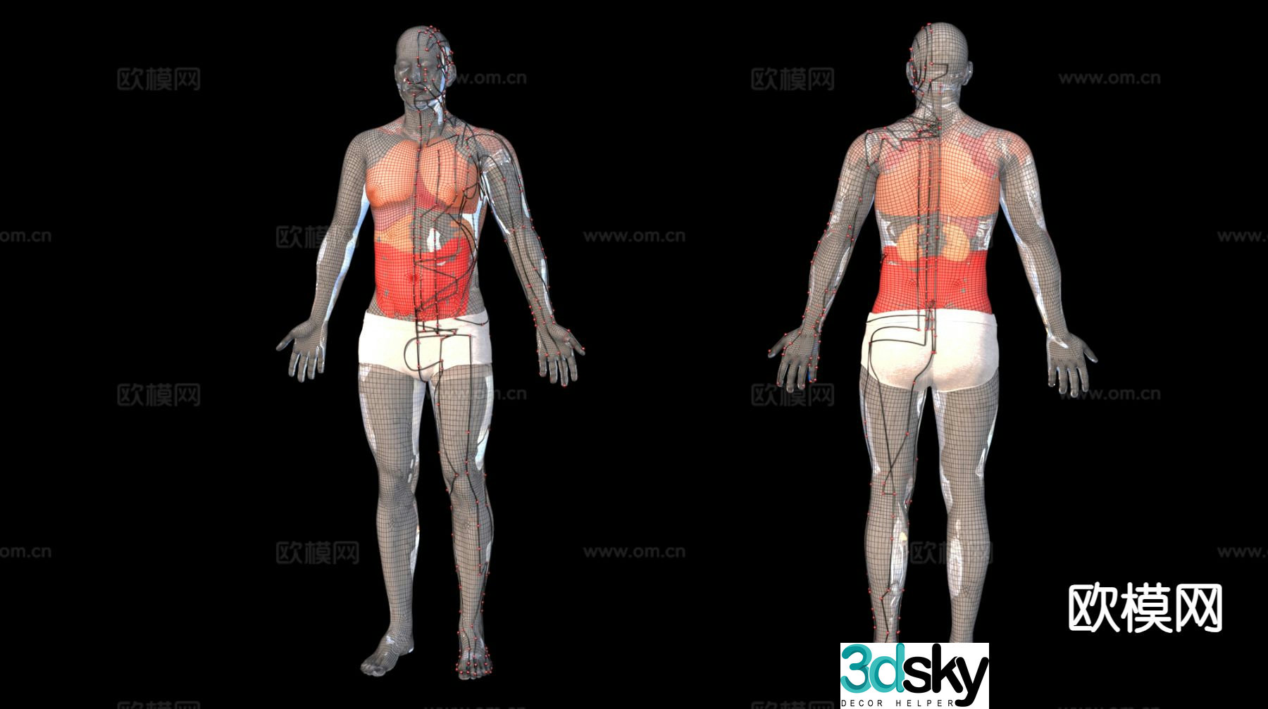 Medical human acupuncture points, human organs, medical teaching materials 3D model