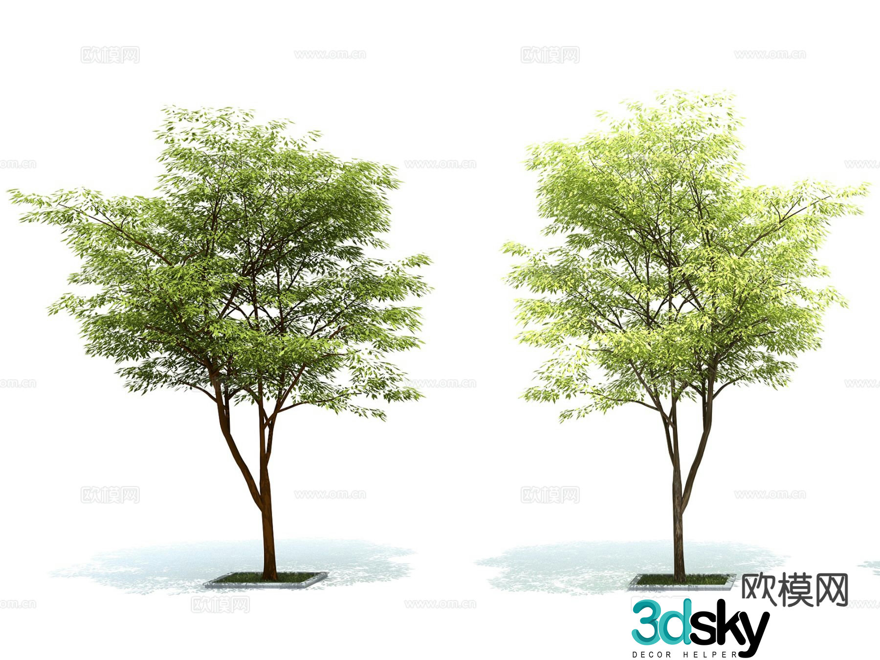 trees landscape trees street trees greening trees 3d model