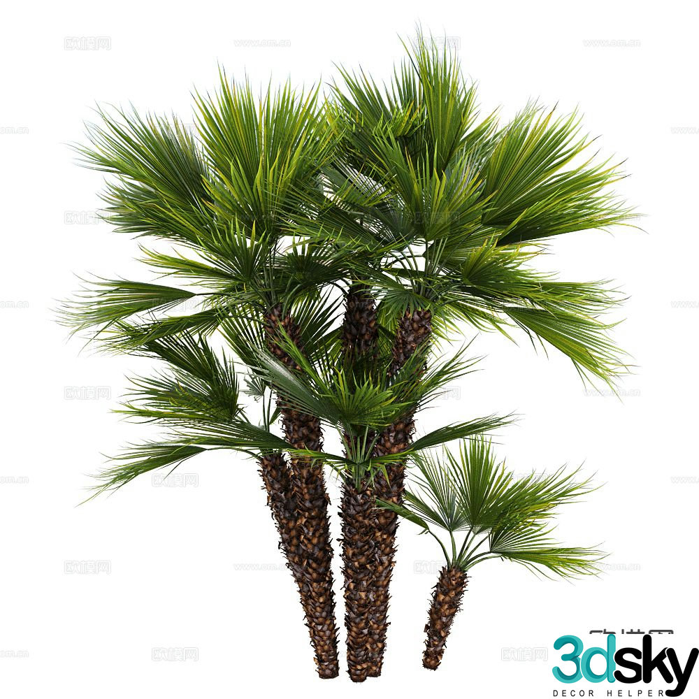 Plants shrubs tropical plants 3d model