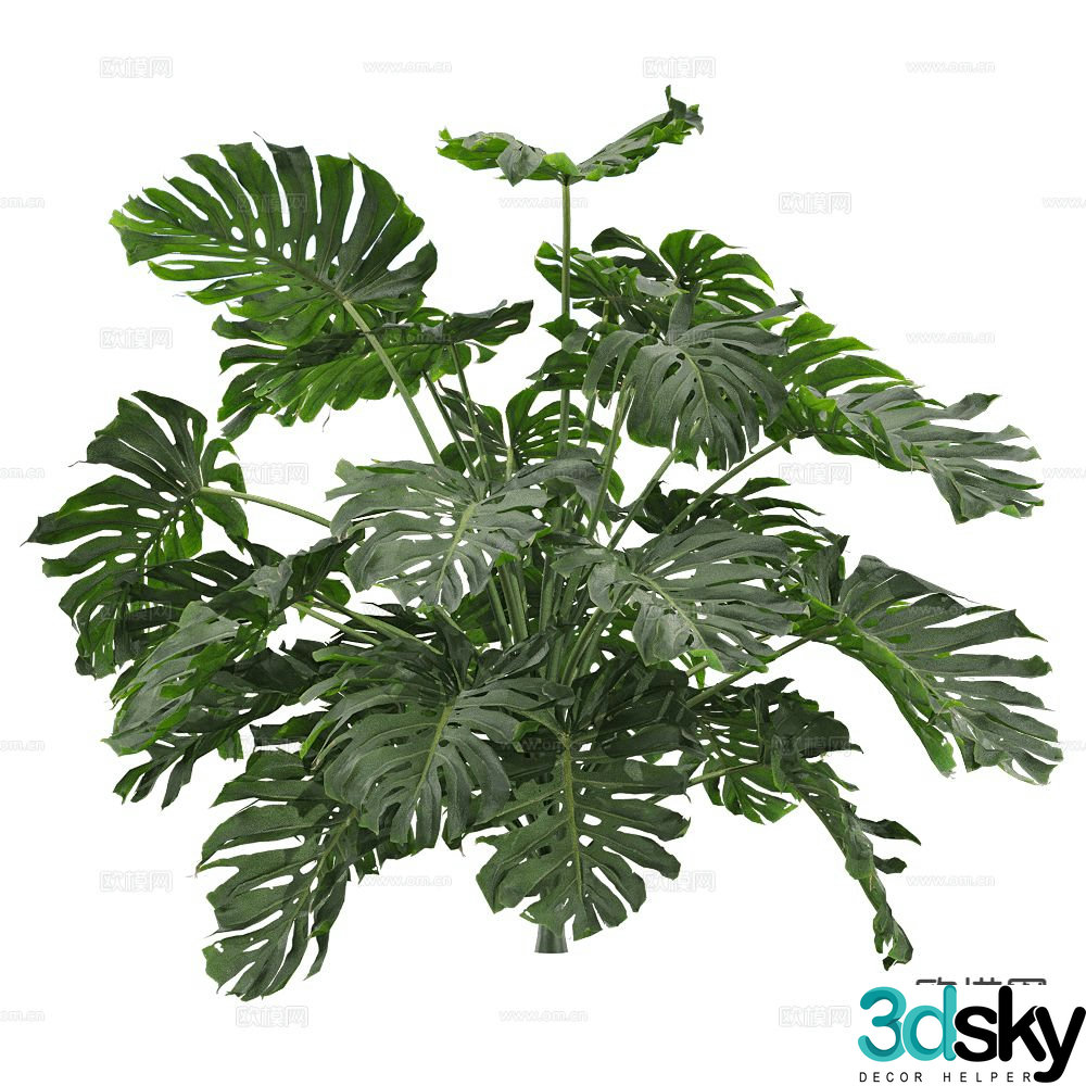 Indoor green plants Monstera grass 3d model