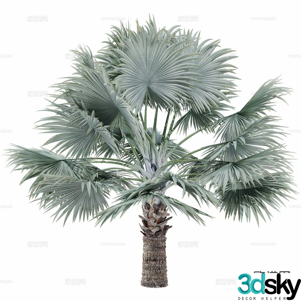 Coconut tree Palm tree Tropical tree Big tree Tree 3d model