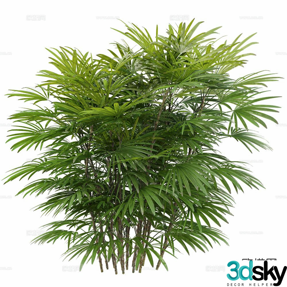 Bamboo Plant Green Plants Shrub 3D Model