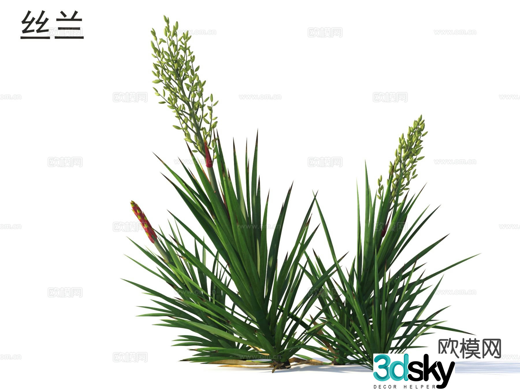 Yucca Flowers Plants Shrubs 3d Model