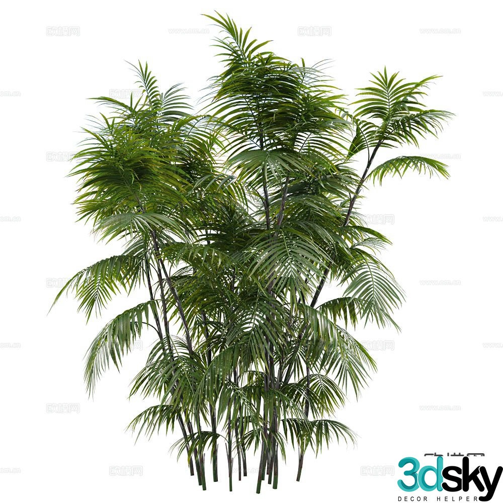 bamboo plant green plant shrub 3d model