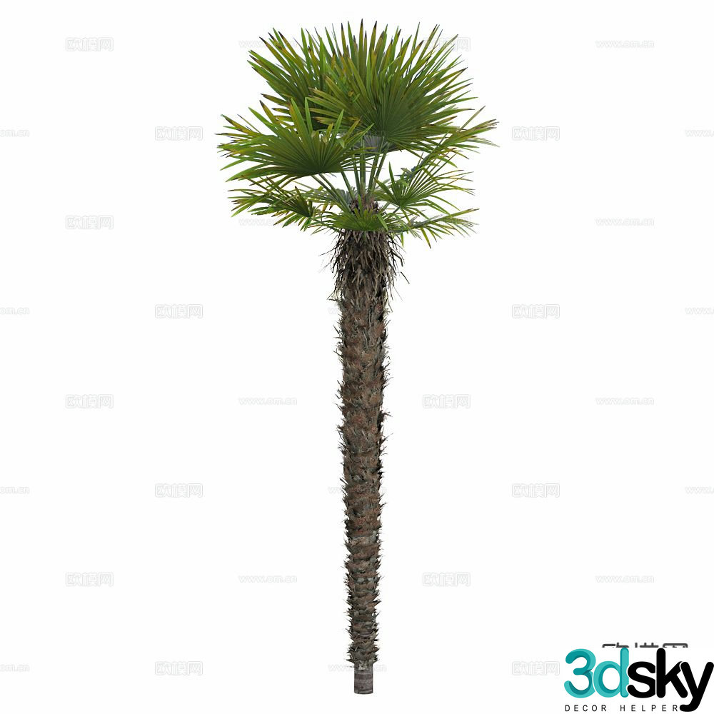 Coconut tree Palm tree Tropical tree 3d model