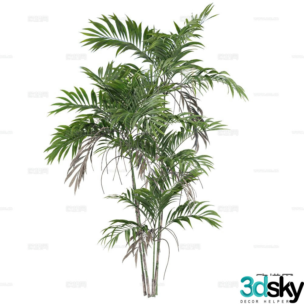 bamboo plant green plant shrub 3d model