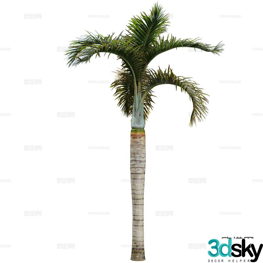 Coconut tree Porch tree Tropical tree 3d model
