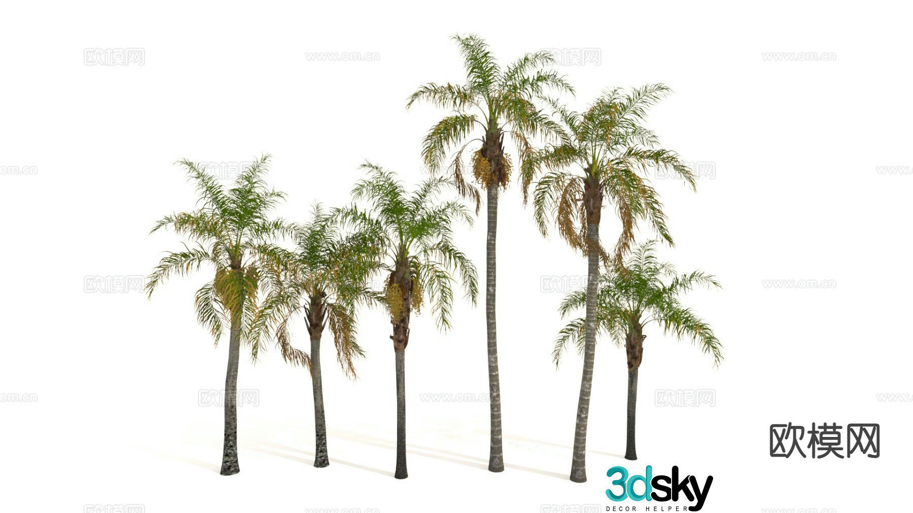 Coconut tree Palm tree Tropical tree 3d model