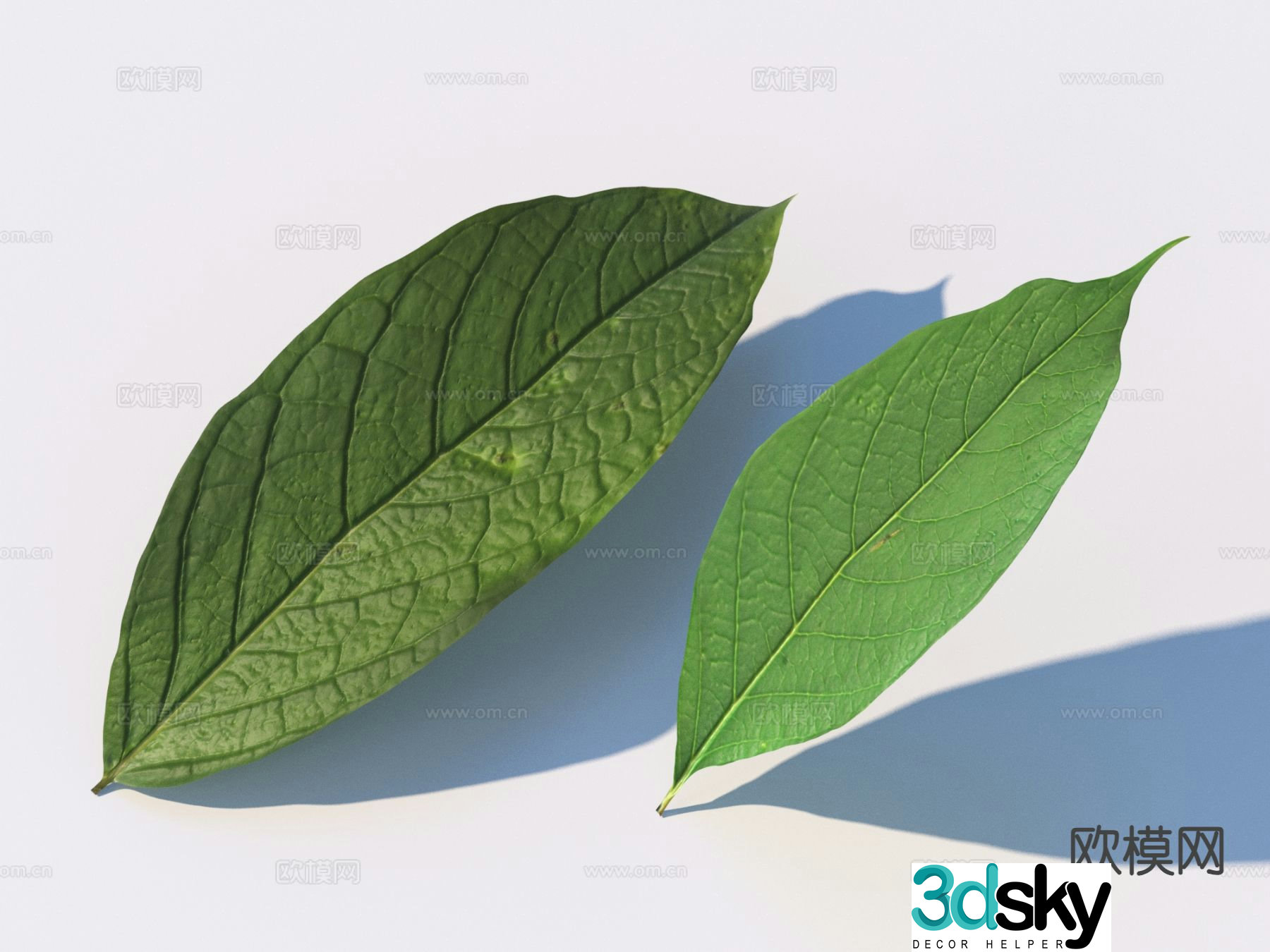 Modern vegetables vegetable leaves 3d model
