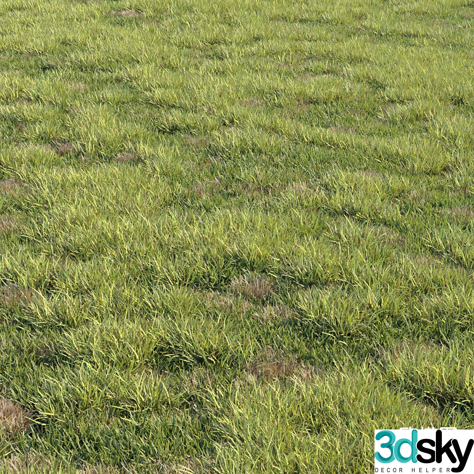 Green lawn grass 3d model