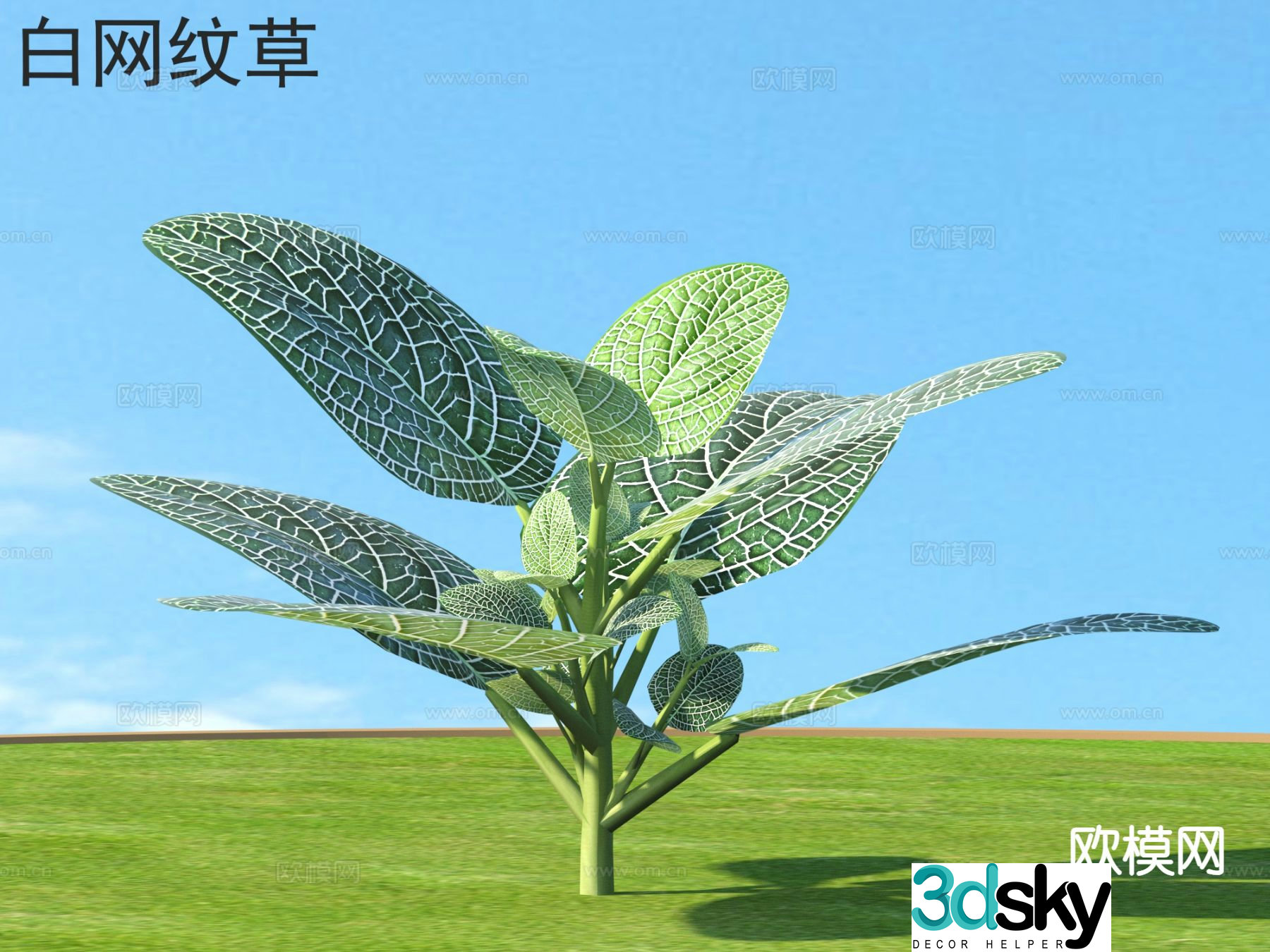 White reticular grass flowers plants shrubs plants 3D model