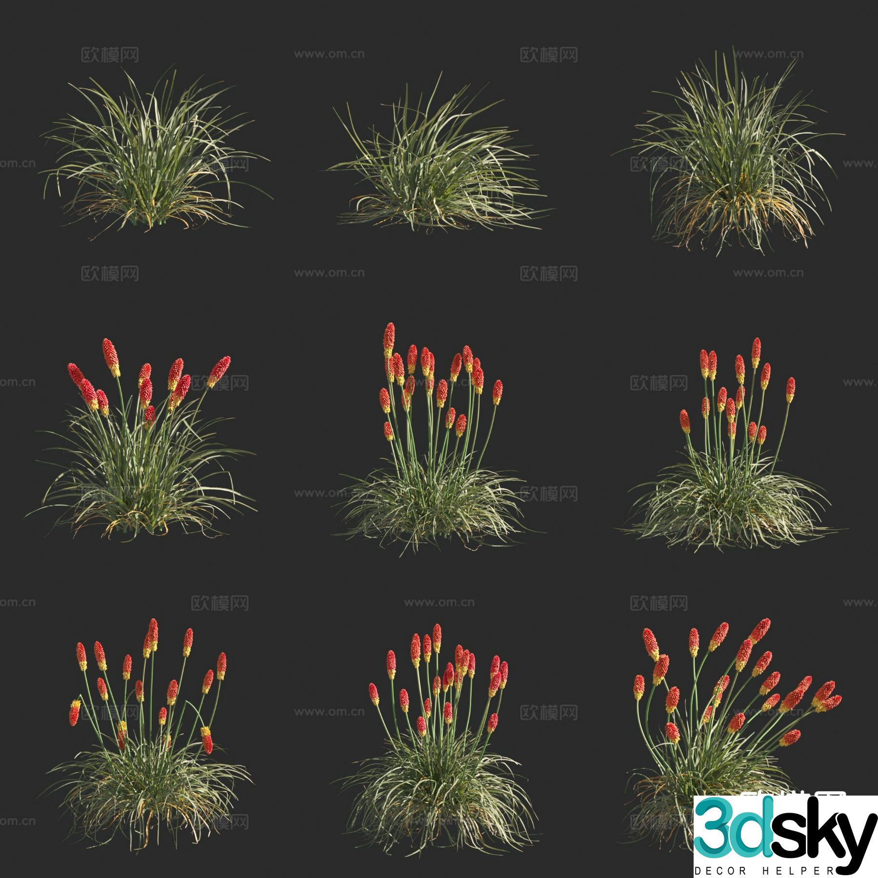 Torch Flower Flowers 3D Model