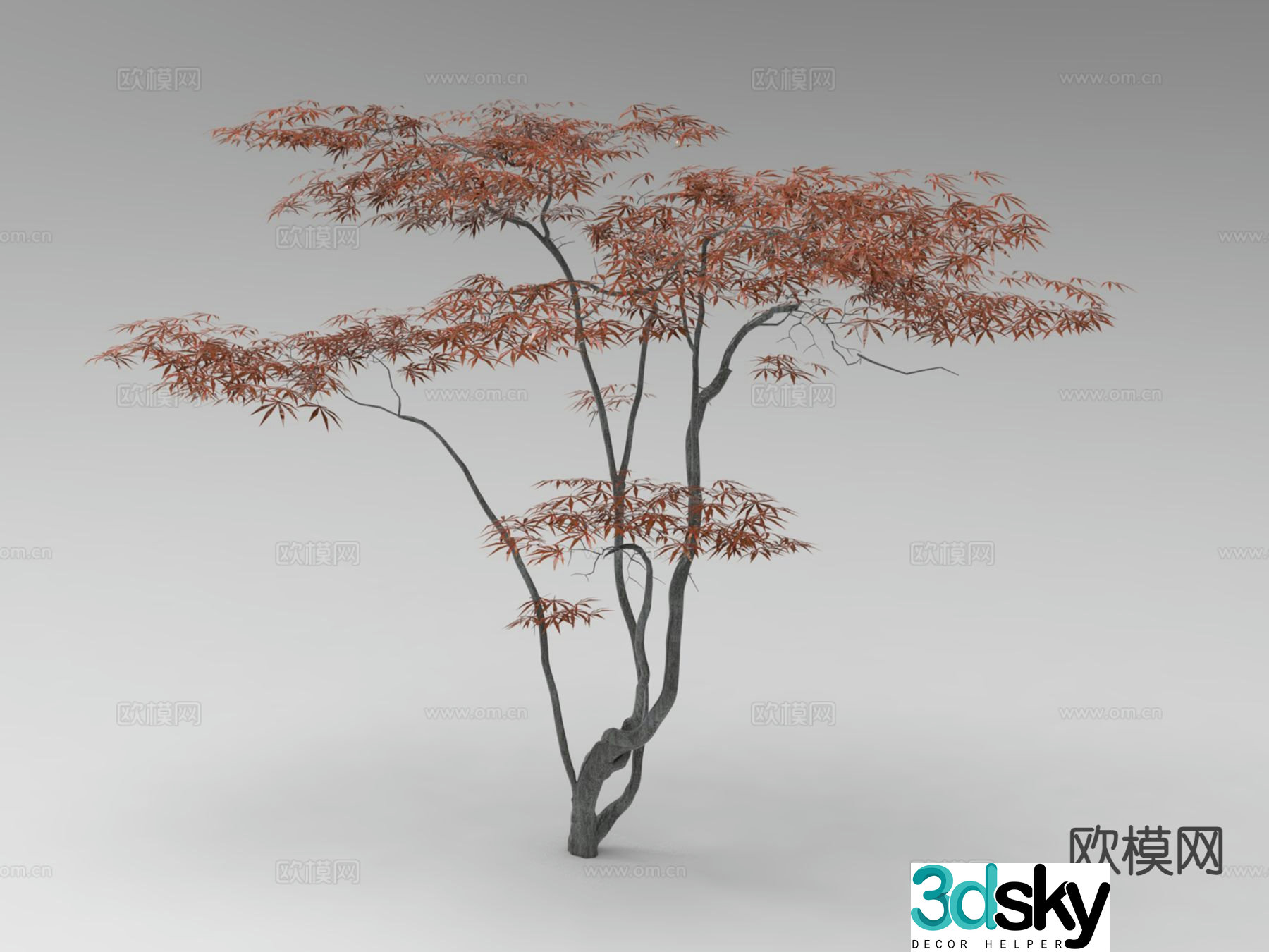 Outdoor Tree Plant Maple Tree 3D Model