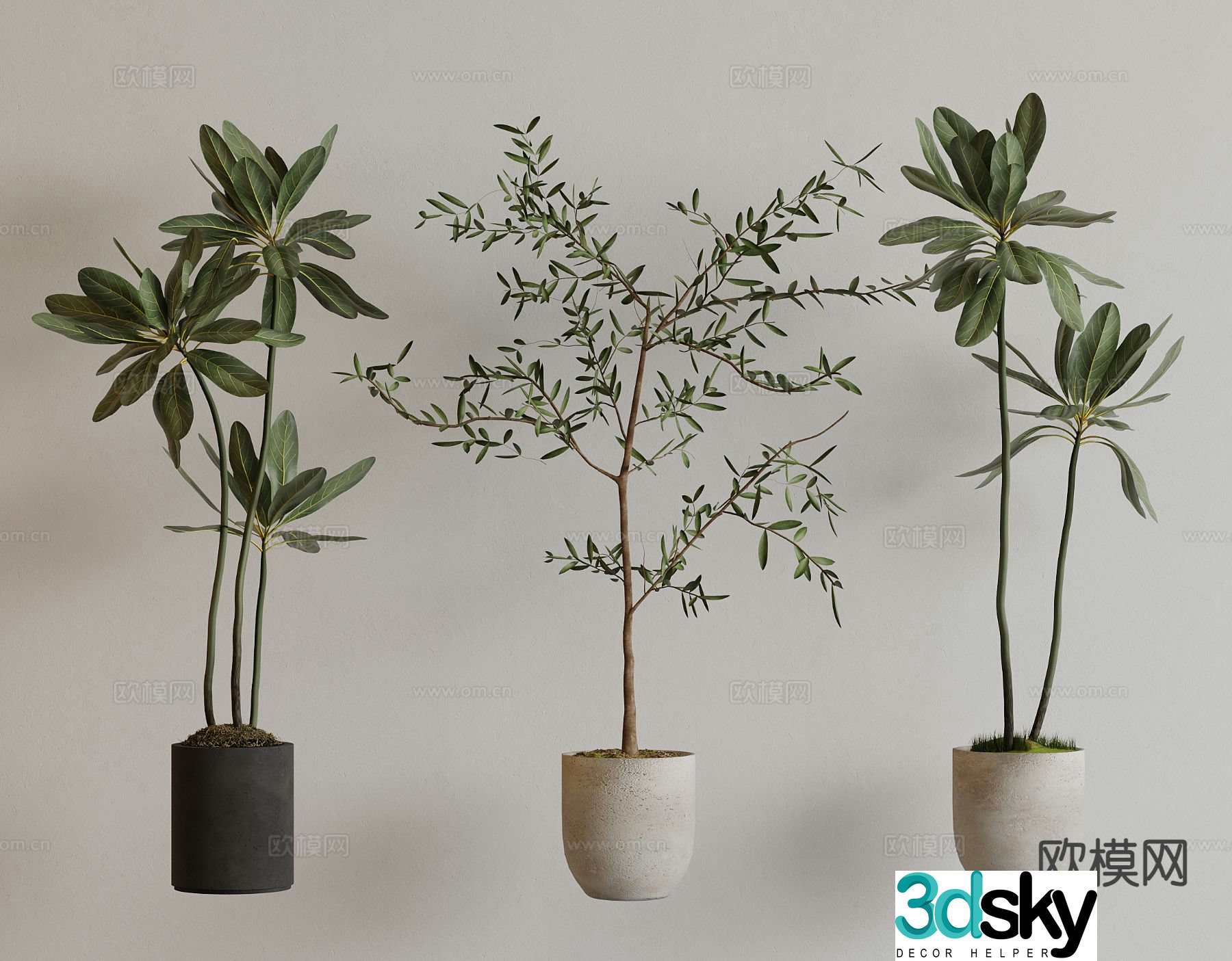 Modern green plant potted plant potted plant bonsai indoor plant 3d model