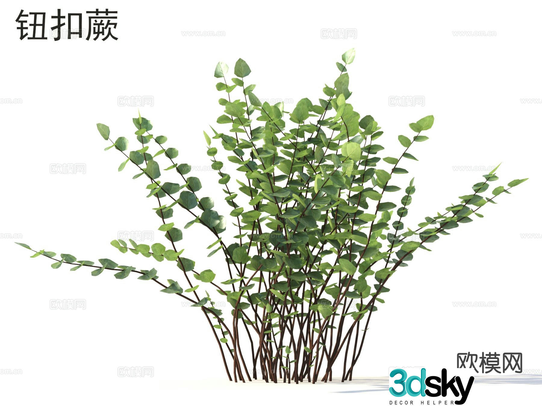 Button Fern Flowers Plants 3D Model