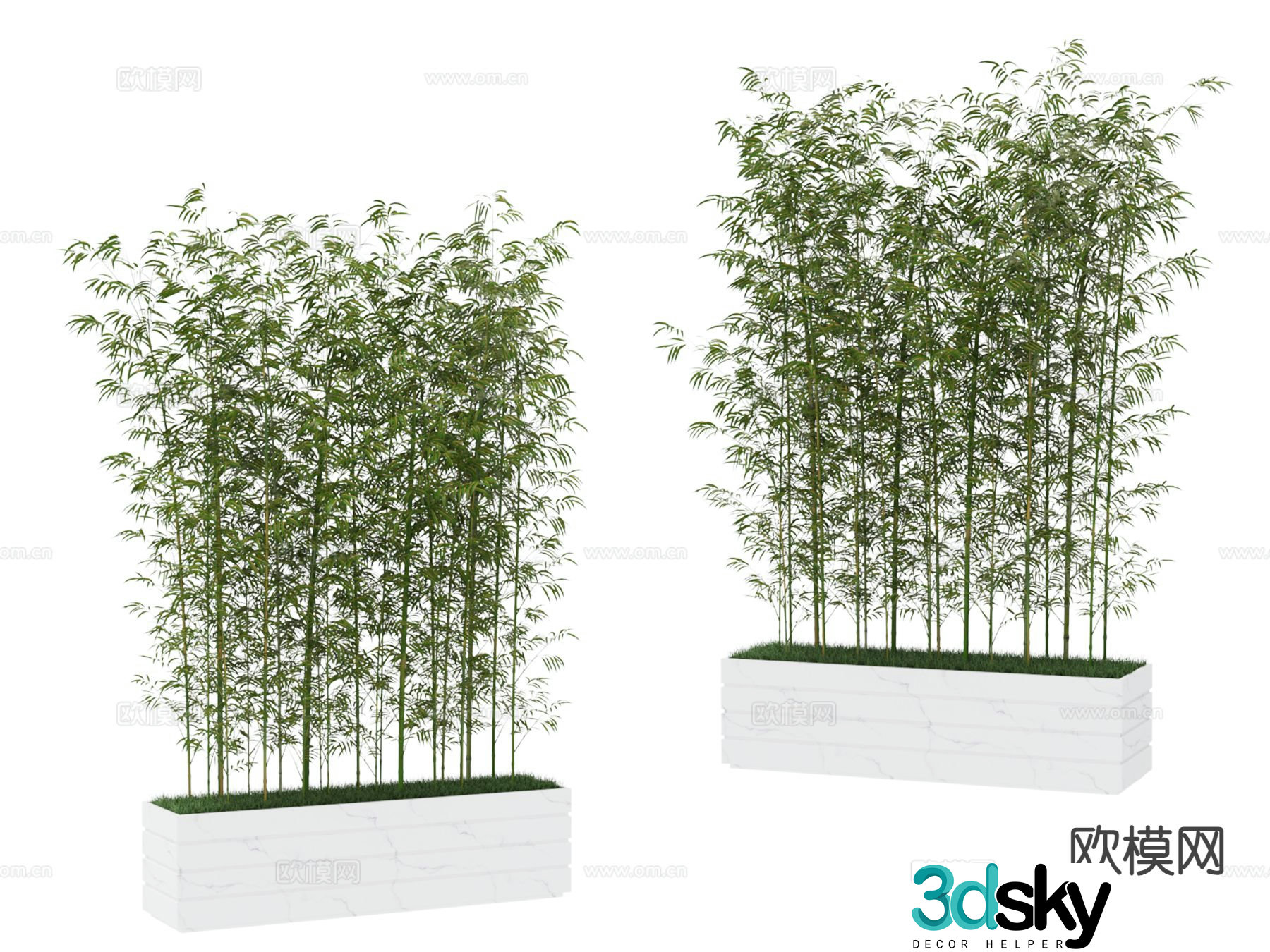 Plant bamboo 3d model