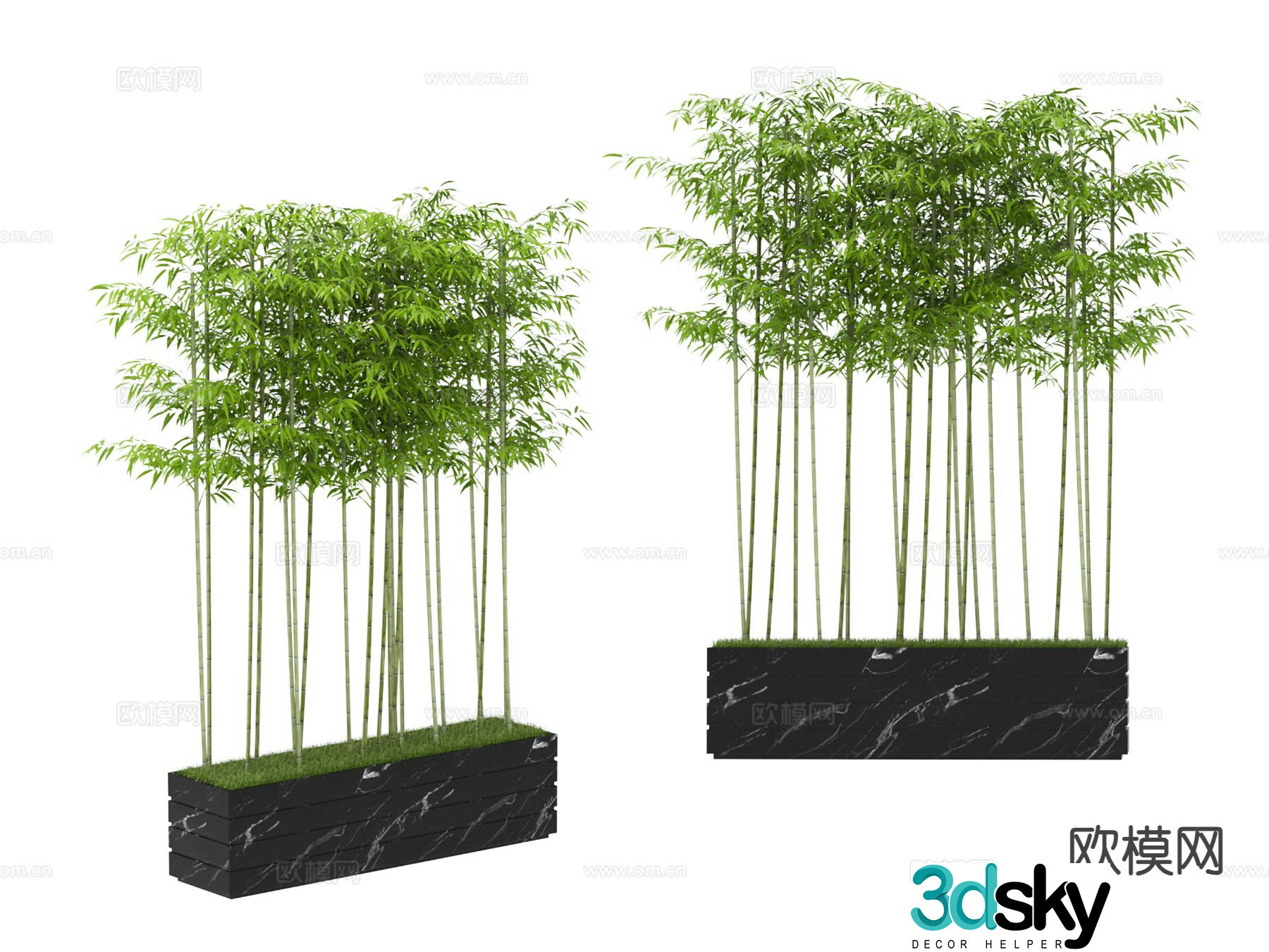 Plant bamboo 3d model