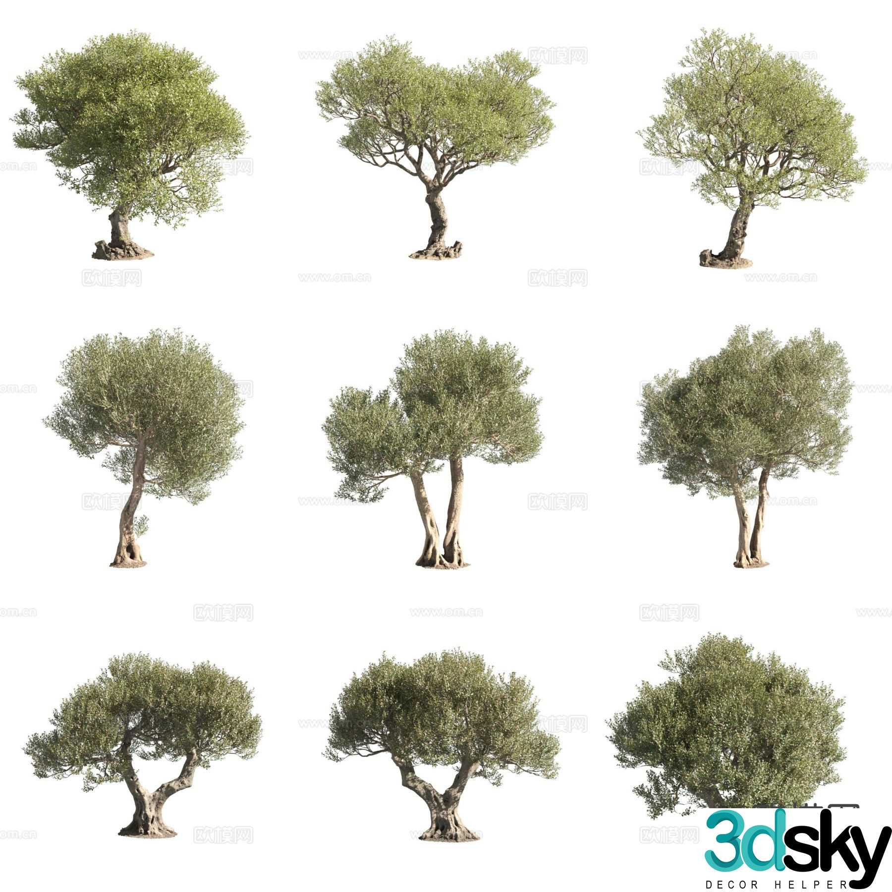 Olive Olive Landscape Tree 3D Model