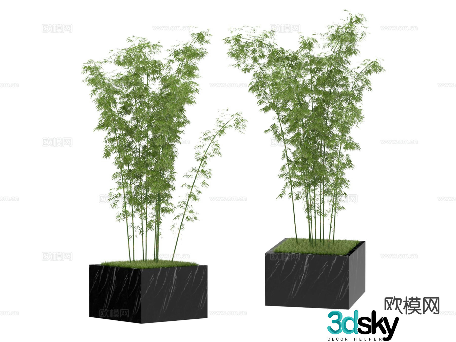 Plant bamboo 3d model