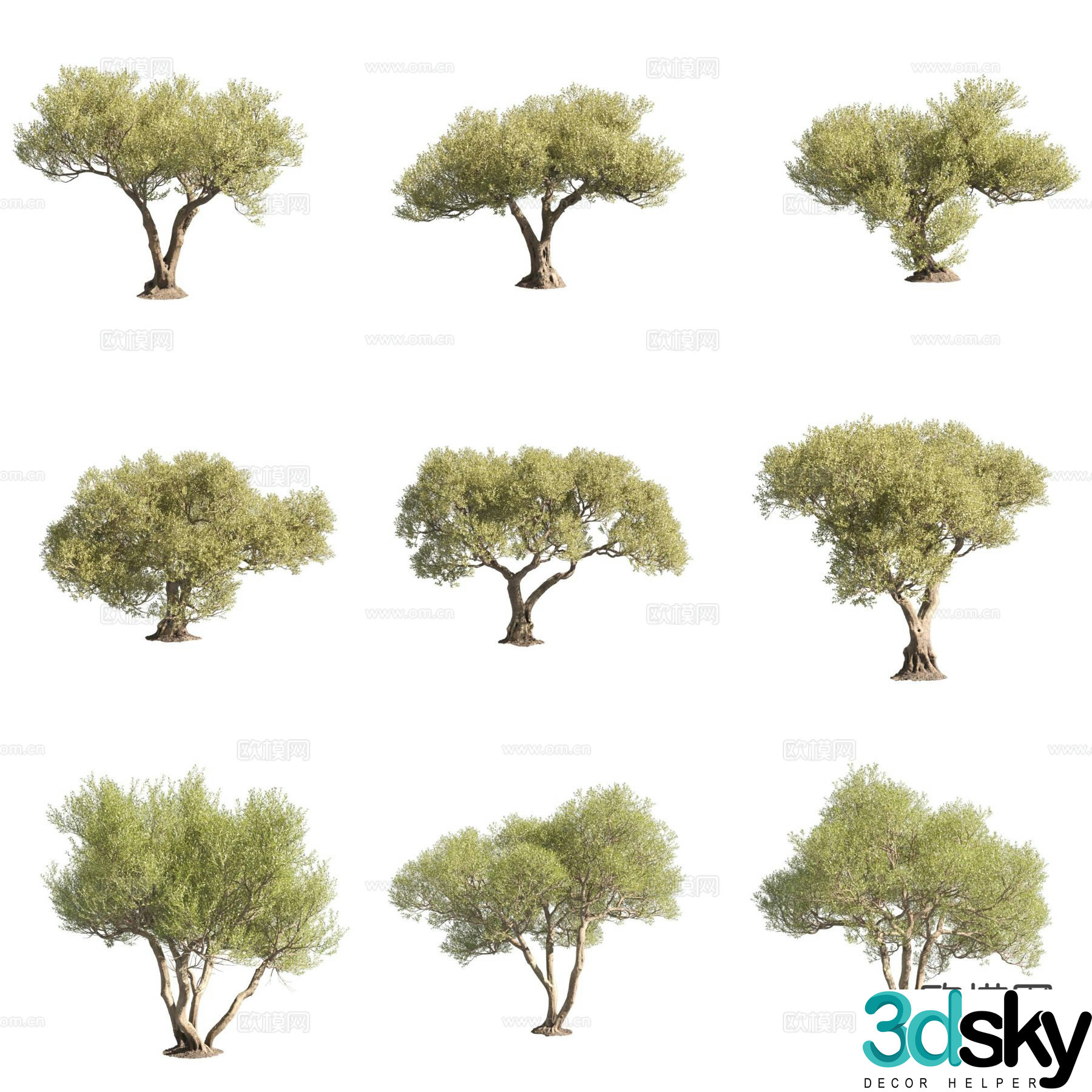 Olive Olive Landscape Tree 3D Model