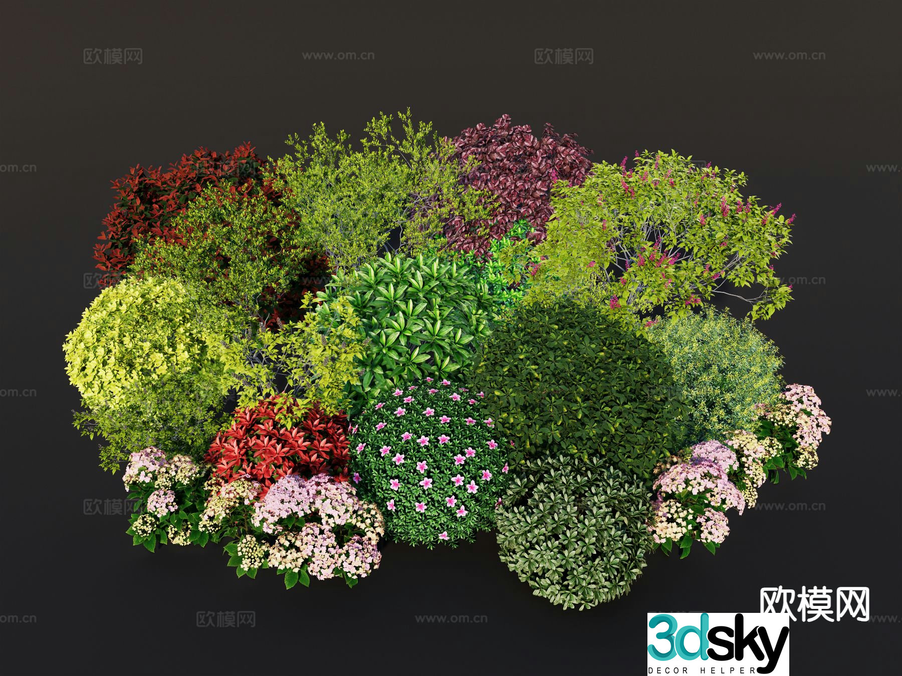 Shrub balls flower shrubs azaleas boxwood golden edge boxwood 3D model