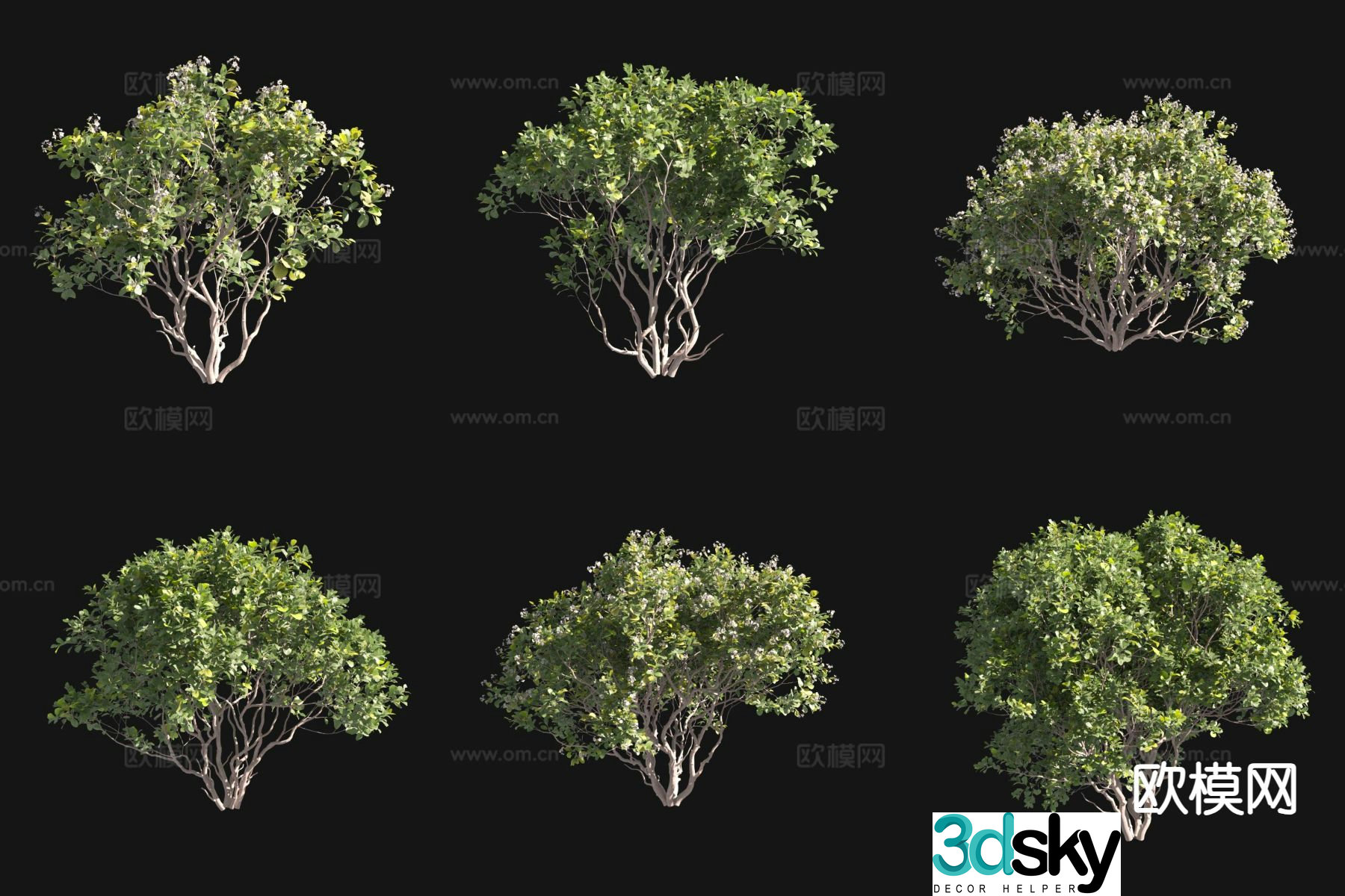 Thick-leaf grouper landscape tree shrub 3d model