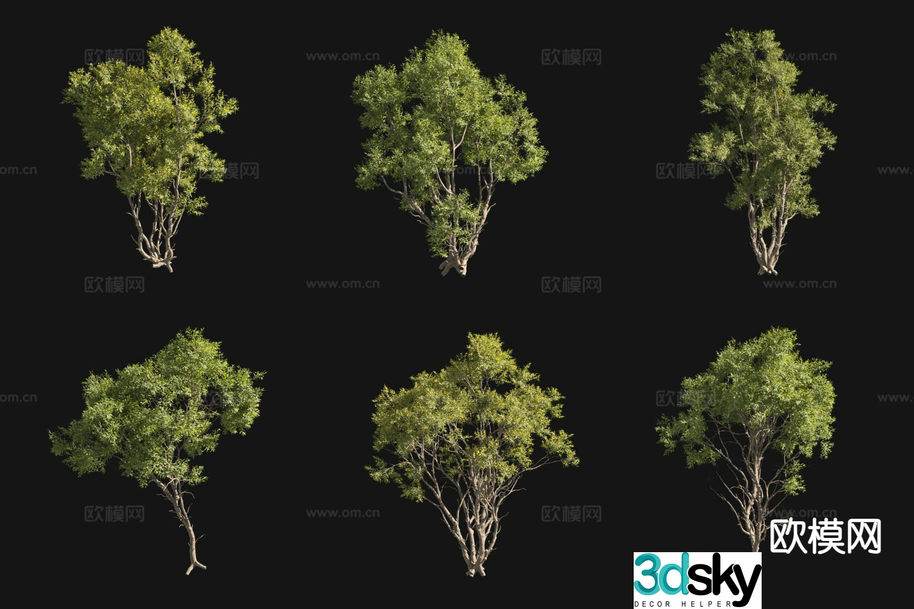 Acacia Taiwanese willow landscape tree shrub 3d model