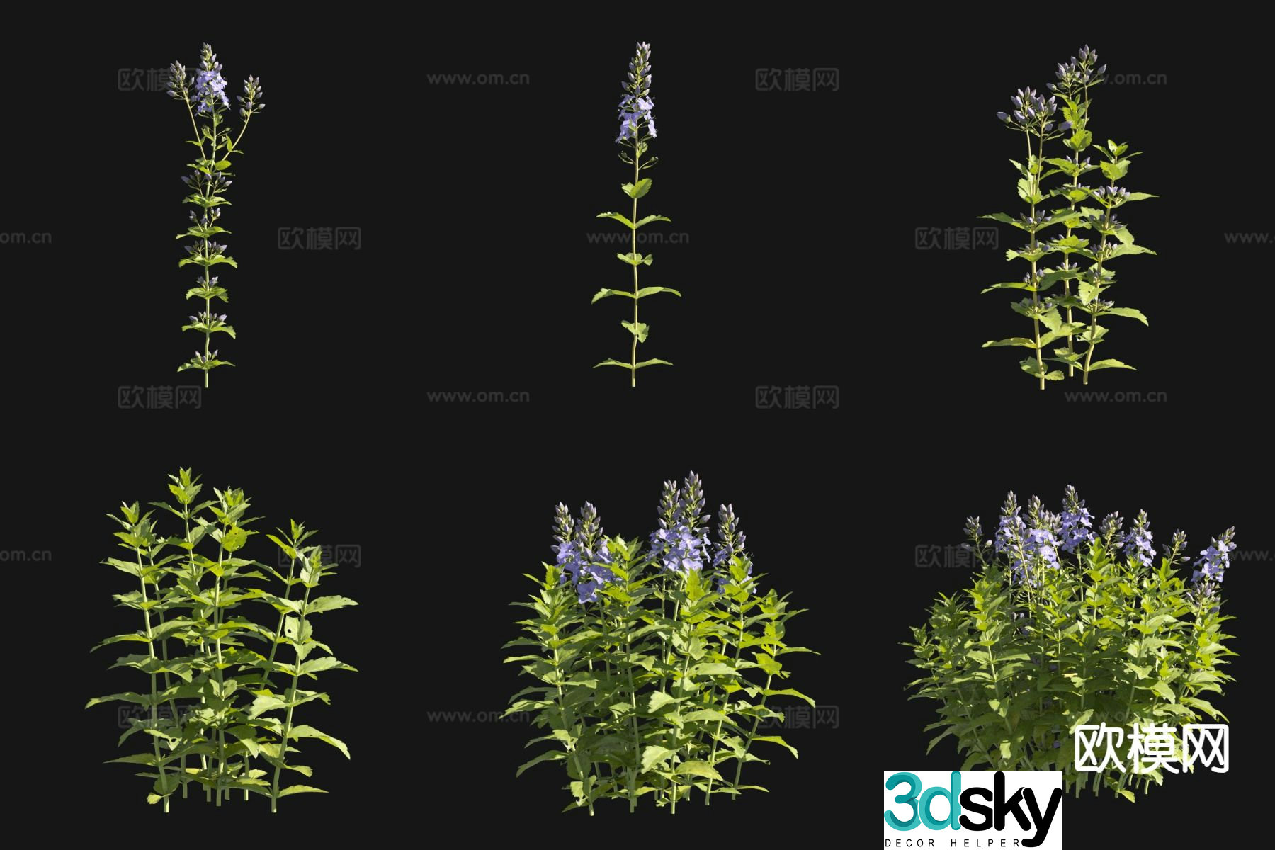 Flowers and plants Curly mother-in-law 3D model